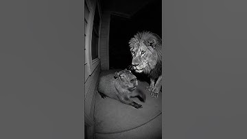 Unbelievable Footage: You Won’t Believe How This Capybara Reacts to a Lion #homecamera