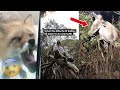 What rabies does to an animal  tcezy tiktok compilation