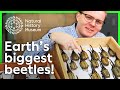 Exploring the World of Beetles