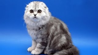 The 10 most expensive cats breeds