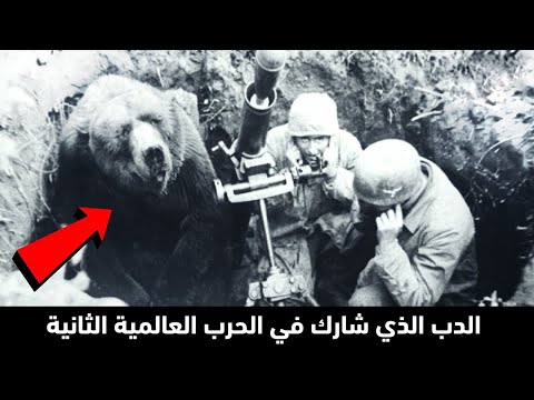 فيديو: الدب الذي كان رسميا عضوا في الجيش البولندي خلال الحرب العالمية الثانية