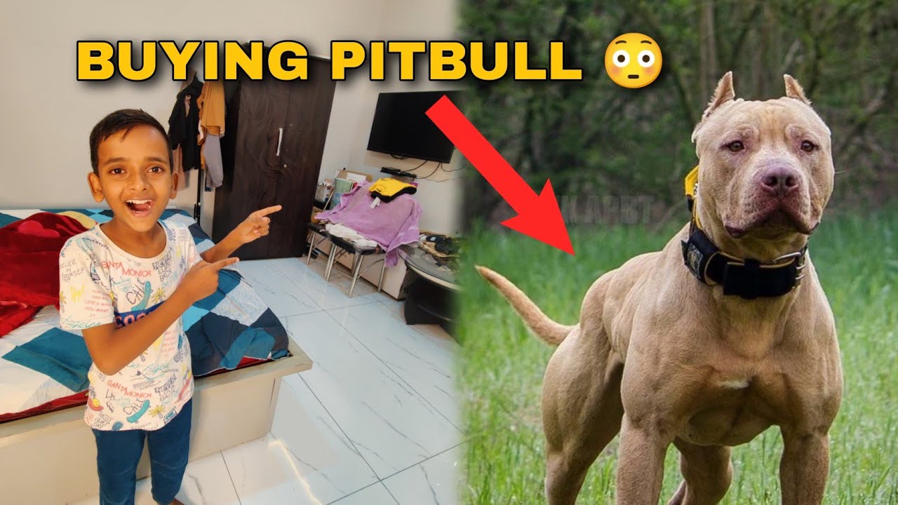 Finally Zeeshan Buying New Pitbull Dog 😳 Maza Aayega 😍 - YouTube