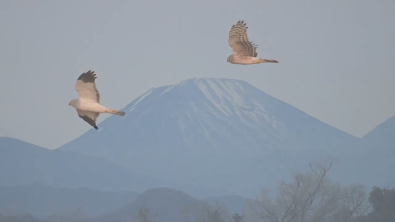 塒に帰るハイイロチュウヒ Vol 4