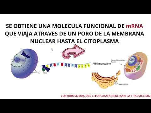 SINTESIS DE PROTEINAS