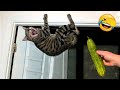 Funniest animals  new funny cats and dogss  part 1