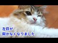 子猫の左目が開かなくなり急遽病院に搬送されました・・・