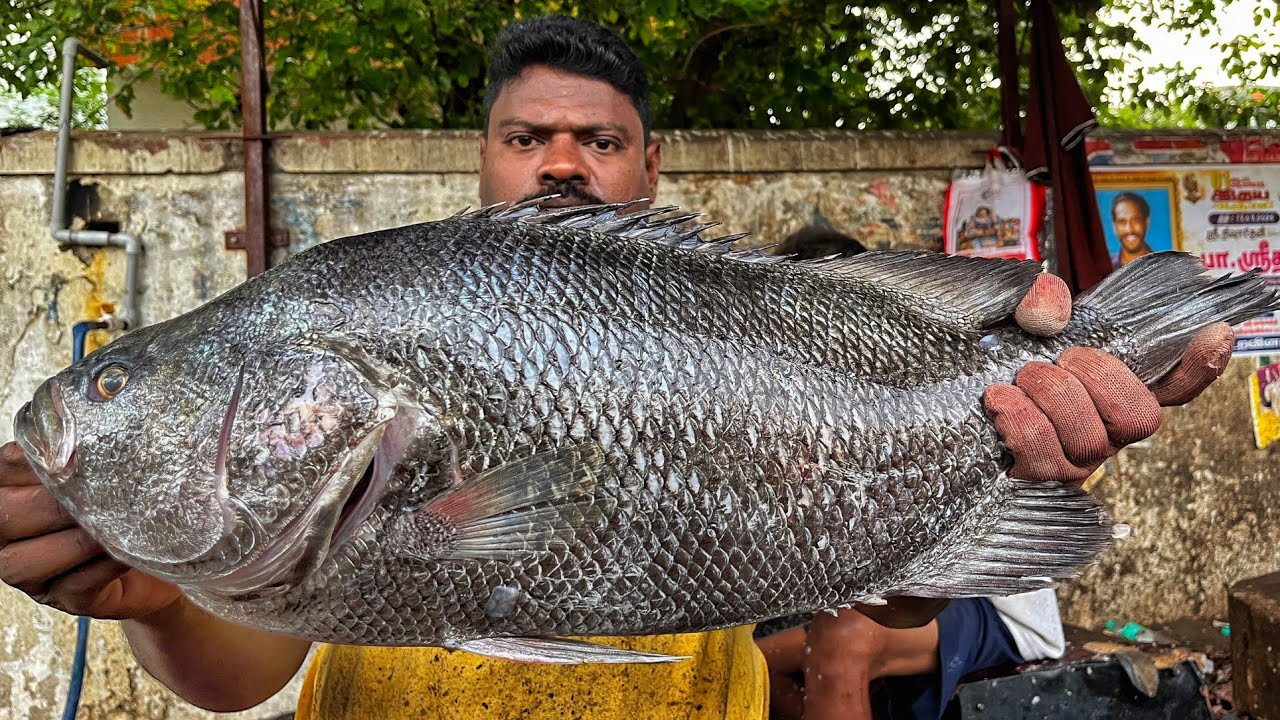 KASIMEDU SPEED SELVAM | HUGE DEA BASS FISH CUTTING VIDEO | 4K VIDEO | KM FISH CUTTING
