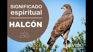 HALCÓN | 🦉  Significado espiritual |Tótem o animal de poder #animaldepoder #halcón