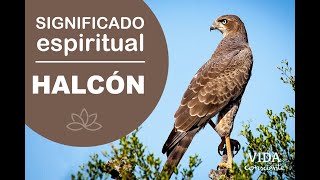 Halcón Significado Espiritual Tótem O Animal De Poder Ón