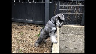 Mini Schnauzer family reunion & first haircut