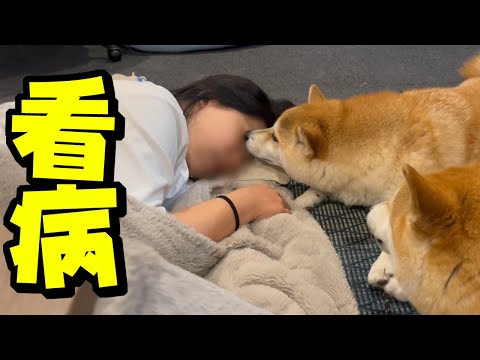 謎の体調不良で倒れたママ…柴犬姉妹と父娘の愛情に感動しました