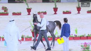 N 81 SEYASAH ALSAIF   The 12th Local Breed Championship for Arabian Horses 2023   Filly Foals Sectio