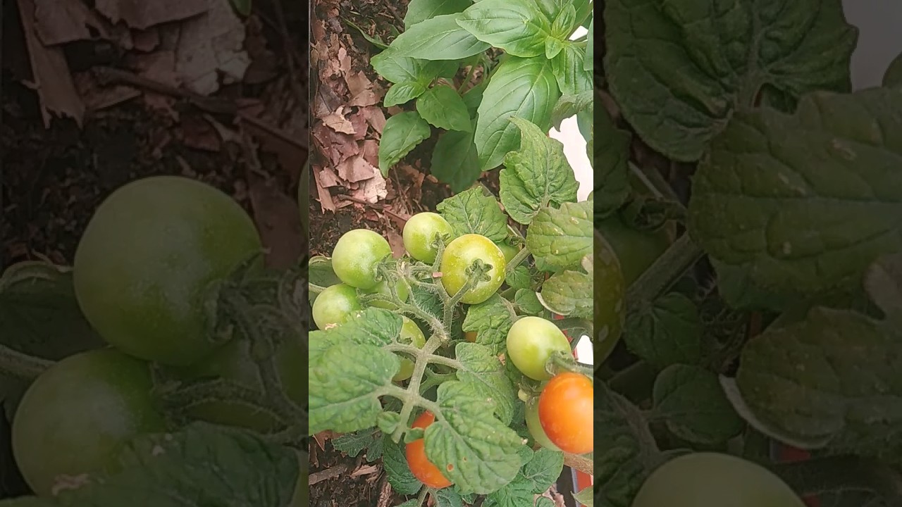 Empezó la cosecha de tomates. #huertos #cosecha #shorts - YouTube