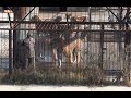 Lion vs Tiger- Huge Tigers