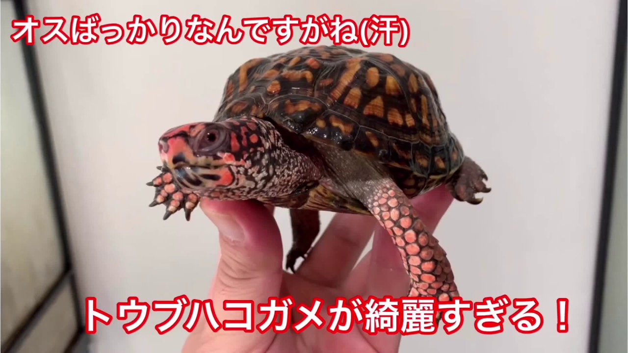 トウブハコガメが綺麗すぎる オスばっかりなんですがね 汗 Youtube