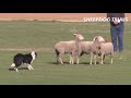 2019 Sheep Dog Trials | Royal Adelaide Show