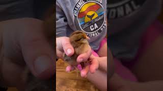 Famous Bringing home our Easter Egger chicks!🐥 #backyardchickens #easteregger #chicks Wealth