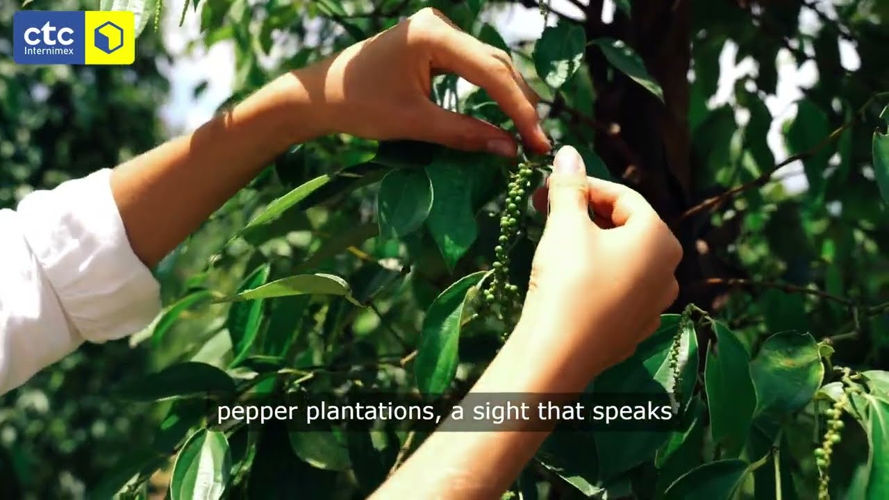 🌍 Vietnamese Export Pepper: The World’s Finest Spice 🌶️ | CTC - Vietnam Export