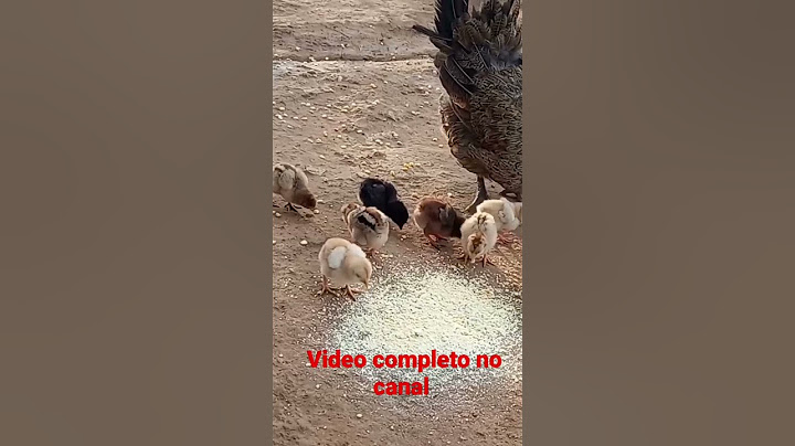 Alimentando os animais do sitio