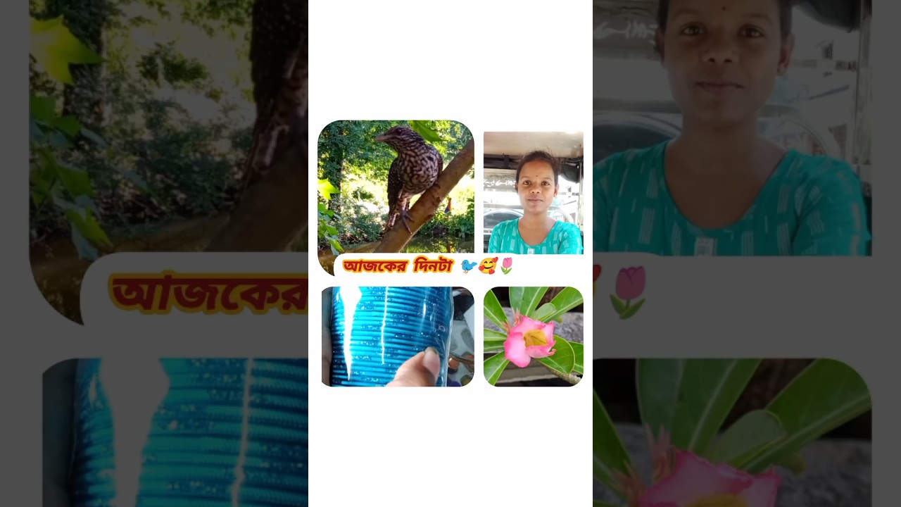 আজকের দিনটা 🐦🥰🌷 #vlog #minivlog #dailyvlog #shorts #shortvideo #subscribe #foryou @RimiNaskar672