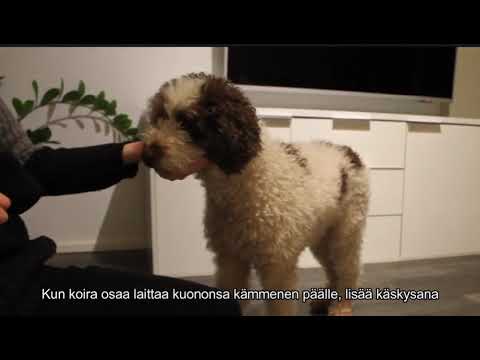 Video: Splish Splash: Kuinka Antaa Koirallesi Kylpy