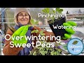 Growing sweet peas in winter from seed 👌