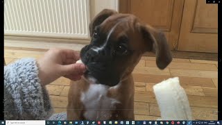 Boxer Pup Coco is losing her puppy fat (13/14 weeks now!) by Goody Two Shoes 3,085 views 3 years ago 6 minutes, 17 seconds