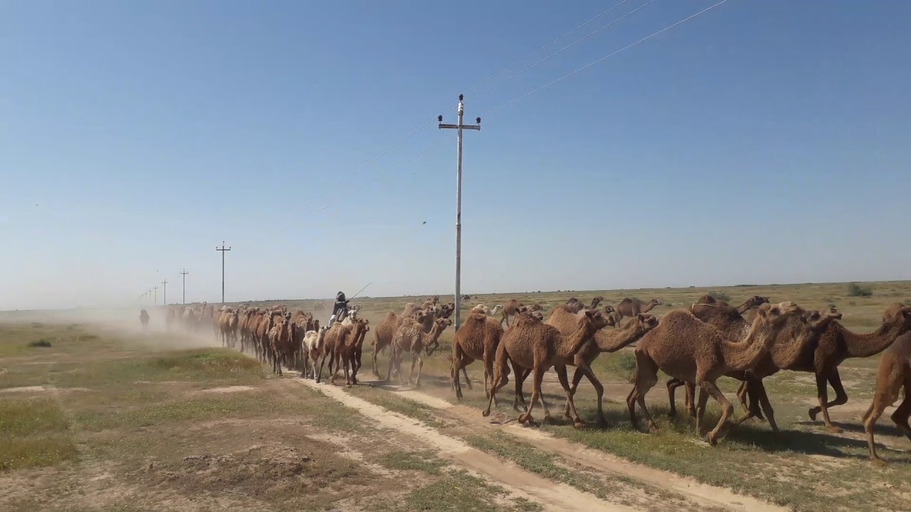 ابل ابوزويد ال شواريج