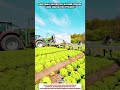 Vegetable Harvesting Machine Worker Using Innovation Efficiency