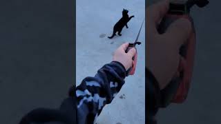 outside with the dog