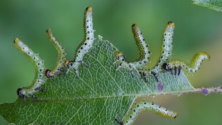 Satisfying Caterpillars Destroying plants Time lapse by Warren Photographic 36,963 views 2 years ago 32 seconds