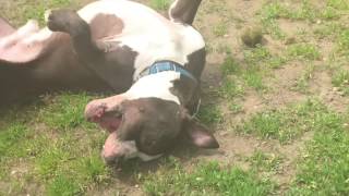 Long Island Pulse Pet of the Month May 2016