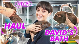 HUGE Guinea Pig VLOG | David