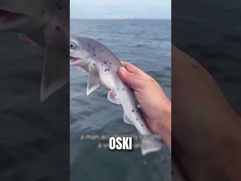 'Shark’s Shocking Secrets You Never Dreamed Of! #shorts