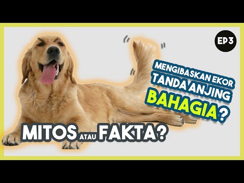 Video: Kenapa Ekor Anjing Adakah Jadi Banyak Lebih Dari A Wag