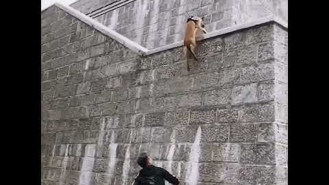 Wow! “Super Skilled Belgian Malinois Dogs Trained To Climb Walls”