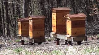 DID THE BEES MAKE IT? ...and channel update.