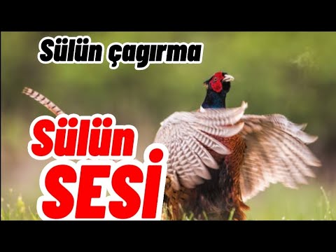 sülün sesi [dişi]