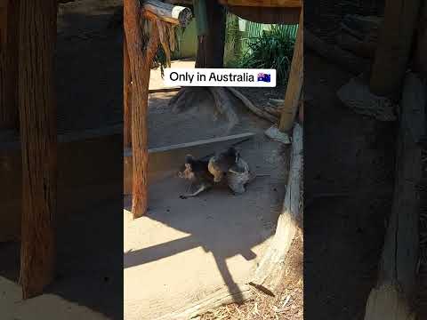 Пушистая милота🤗 #funny #funnyanimals #animals #милыеживотные #australia #путешествия