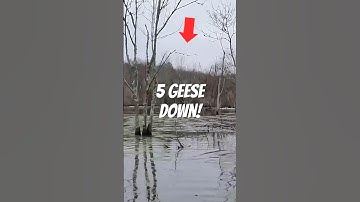 5 GEESE DOWN! Full hunt in related #aceadventures #styleswithace #goosehunting