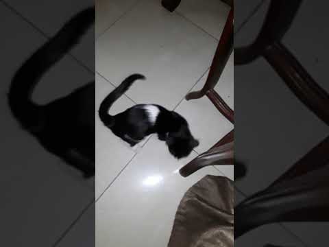 بتستخبى ورا الستارة وتمسكهم