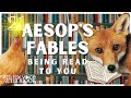 21 aesops fables being read to you  an aesops fables audiobook for adults  children