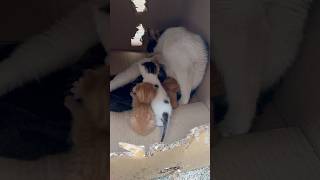 Yeni Doğan Yavru Kediler İNANILMAZ Hareketi 🫣😺🐈💞