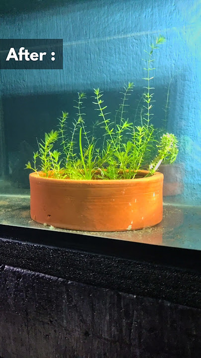 Densa growth then vs now | Aquatic Plant | Densa Plant