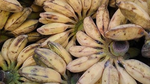 Chuối sáp xuất khẩu-bán chuối sáp xuất khẩu cho các công ty xuất khẩu