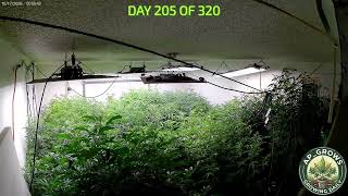 Trance / Techno Megamix in the Garden with AP_GROWS