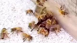 Bees vs Murder Hornet but it's a meme (Fight back!, fight back!)