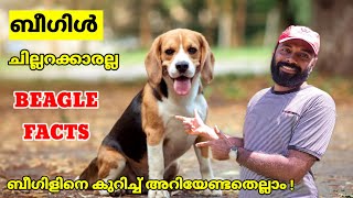 ലോകത്തിലെ ഏറ്റവും മണം പിടിക്കാൻ കഴിവുള്ള ഡോഗ് ബീഗിൾ / beagle facts malayalam #kunjansmedia