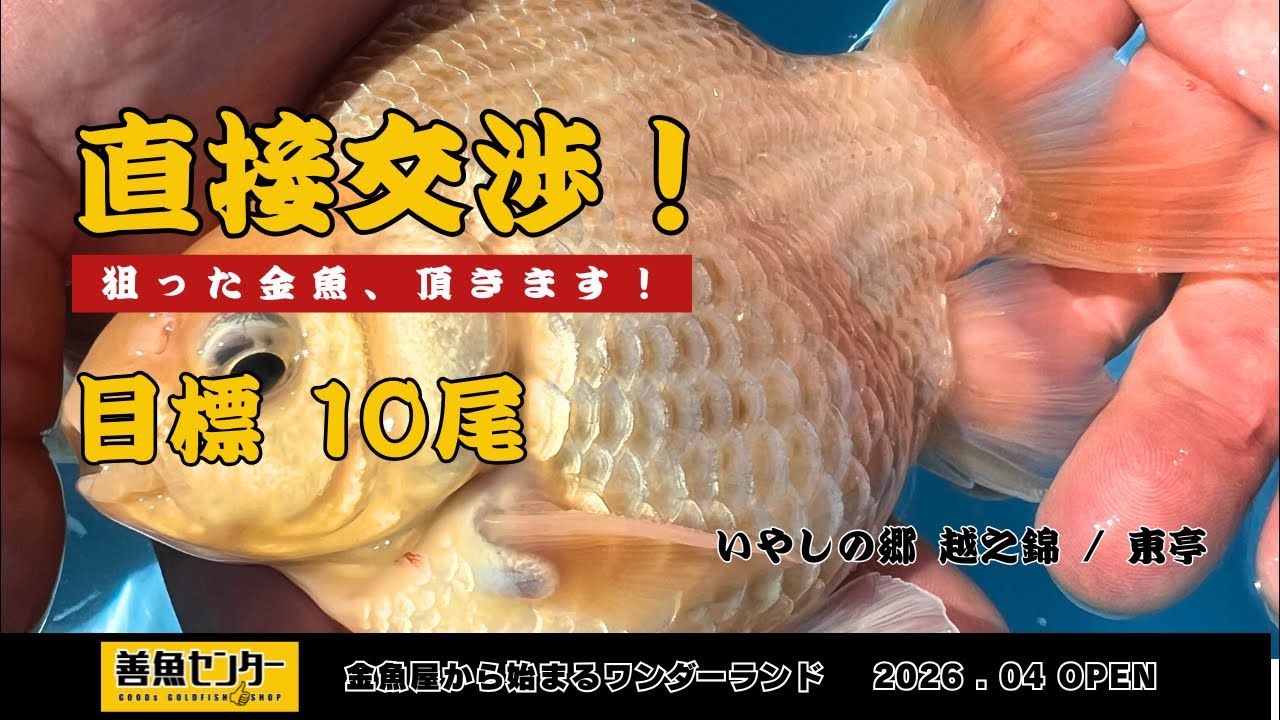 【 直接交渉 】希少特上の越之錦を狙います！