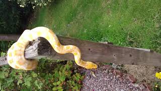 White albino reticulated python outside!